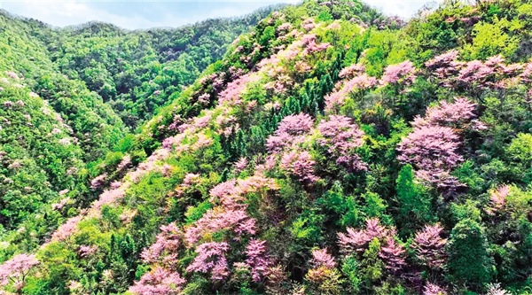 百余畝野生巨紫荊漫山盛放