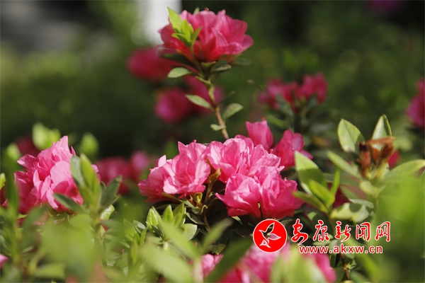 杜鵑花開別樣紅
